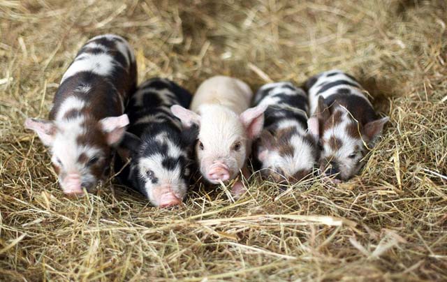 ���£���������������Դ����������